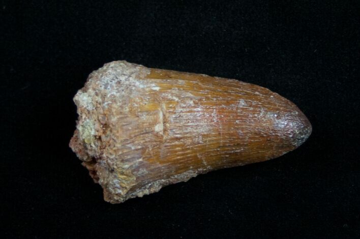 Large Cretaceous Fossil Crocodile Tooth - Morocco #10044